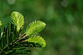 Young shoots of Pinus (Pine)