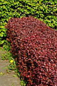 Hedge of Berberis Atropurpurea