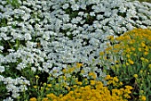 Iberis sempervirens
