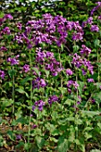 Lunaria biennis