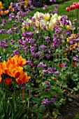 Lunaria biennis with Tulipa