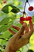 Prunus avium Montmorency, picking cherries by hand