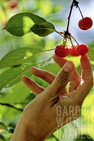 Prunus_avium_Montmorency_picking_cherries_by_hand