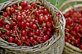 Prunus avium Montmorency, cherries in basket