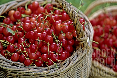 Prunus_avium_Montmorency_cherries_in_basket