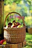 Malus domestica Beautiful Josephine in basket in a garden