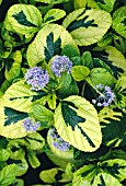 CEANOTHUS PERSHORE ZANZIBAR,  (SYN. ZANZIBAR). (CALIFORNIA LILAC).