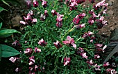 LAVANDULA STOECHAS PETES PINK
