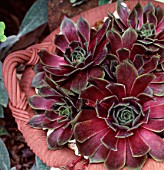 SEMPERVIVUM COMMANDER HAY