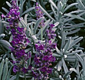LAVANDULA x CHAYTORIAE SAWYERS (AGM), (LAVENDER SAWYERS)