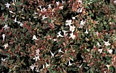 ABELIA GRANDIFLORA CONFETTI,  EVERGREEN, SHRUB, WHITE, FLOWER, VARIEGATED,  LEAVES, SUMMER
