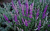 LAVANDULA PRINCESS BLUE