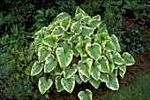 BRUNNERA HADSPEN CREAM,  FOLIAGE IN BORDER.