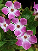 VINCA DIFFORMIS JENNY PYM