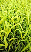 MILIUM EFFUSUM AUREUM,  (BOWLESS GOLDEN GRASS)