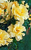 ROSA FLOWER CARPET SUNSHINE
