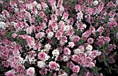 HEBE,  NICOLAS BLUSH,  MASS OF FLOWERS