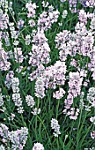 LAVANDULA LITTLE LOTTIE