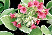 PULMONARIA DAVID WARD