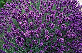 LAVANDULA HIDCOTE