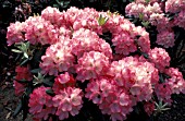 RHODODENDRON YAKUSHIMANUM,  PINK, FLOWERS, WHOLE, PLANT