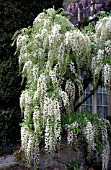 WISTERIA FLORIBUNDA ALBA, SNOW SHOWERS,  CLIMBER, JAPANESE, WISTERIA, WHITE, FLOWER,