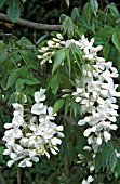 WISTERIA VENUSTA,  (SYN. WISTERIA BRACHYBOTRYS)