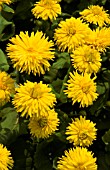 DORONICUM,  FRUHLINGSPRACHT,  (SYN. SPRING BEAUTY)LEOPARDS BANE