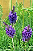 LAVANDULA X CHRISTIANA