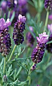 LAVANDULA STOECHAS PURPLE WINGS