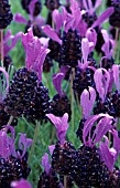 LAVANDULA STOECHAS MAJOR
