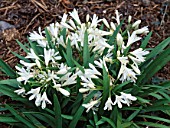 AGAPANTHUS THUMBELINA