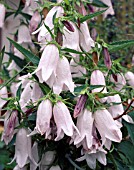 CAMPANULA BURGHALTII