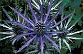 ERYNGIUM ZABELLI,  THISTLE LIKE FLOWER WITH SILVER AND PURPLE SPIKY LEAVES. GOOD ARCHITECTURAL PLANT FOR THE BORDER.