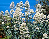 CENTRANTHUS RUBER ALBUS