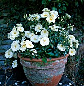 ROSA FLOWER CARPET WHITE IN CONTAINER