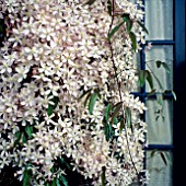 CLEMATIS ARMANDII APPLE BLOSSOM