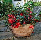 RHODODENDRON VIREYA LITTLEST ANGEL IN CONTAINER