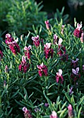 LAVANDULA STOECHAS KEW RED