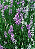 LAVANDULA LITTLE LADY