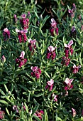 LAVANDULA STOECHAS KEW RED, (FRENCH LAVENDER KEW RED)
