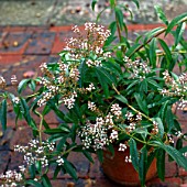 ALOYSIA TRIPHYLLA, (SYN. ALOYSIA CITRIODORA)