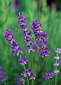 LAVANDULA LAVENITE PETITE