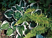 HOSTA FORTUNEI MINUTEMAN WITH FERN