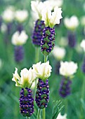 LAVANDULA STOECHAS TIARA
