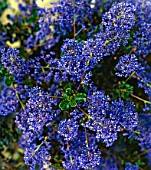 CEANOTHUS BLUE SAPPHIRE
