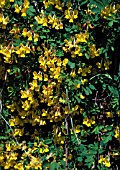 CORONILLA VALENTINA SUBSP. GLAUCA CITRINA,  (AGM).