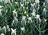 LAVANDULA STOECHAS SNOWMAN