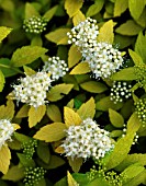 SPIRAEA WHITE GOLD