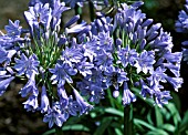 AGAPANTHUS GLENAVON